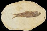 Fossil Fish (Knightia) With Floating Frame Case #181662-1